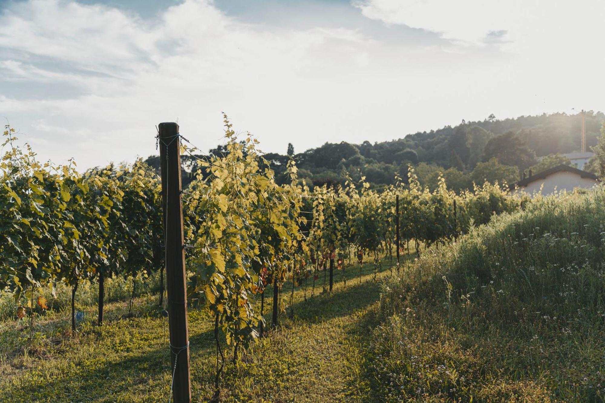 Tenuta Ronco Regio San Fermo della Battaglia ภายนอก รูปภาพ